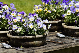 【孕期吃马齿苋会滑胎吗】